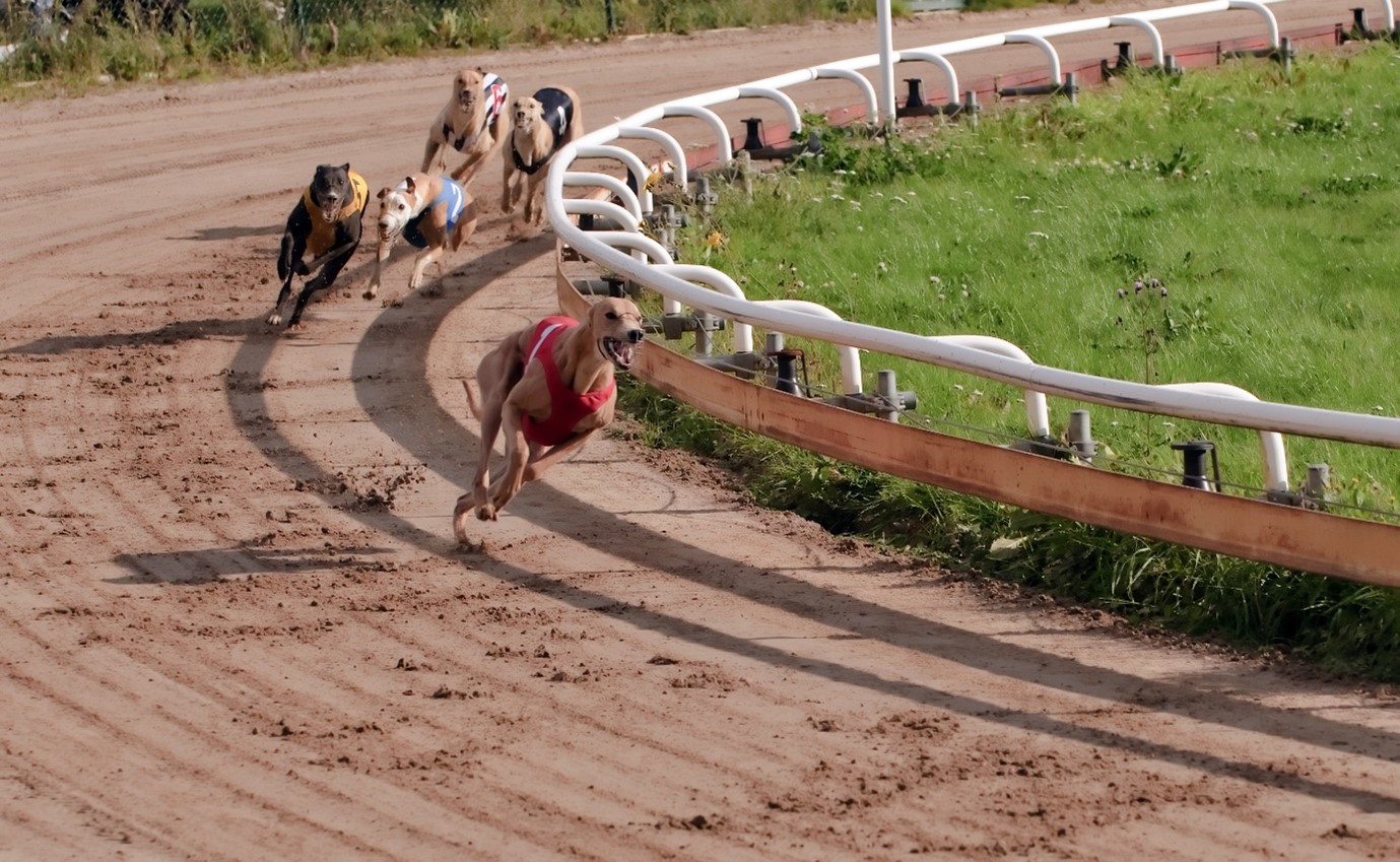 What are the Biggest Greyhound Races from Around the World?